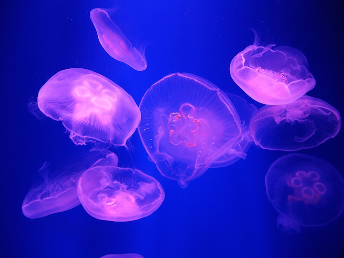 purple-jellyfish