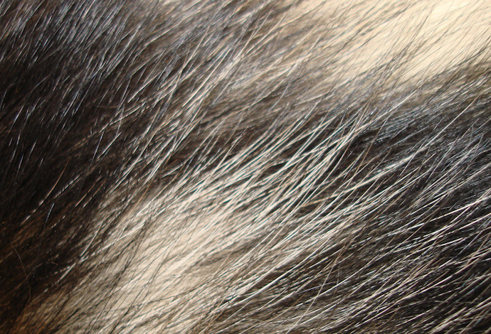 dog-hair